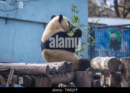 Ours Panda Géant à Beijing, capitale de la Chine Banque D'Images