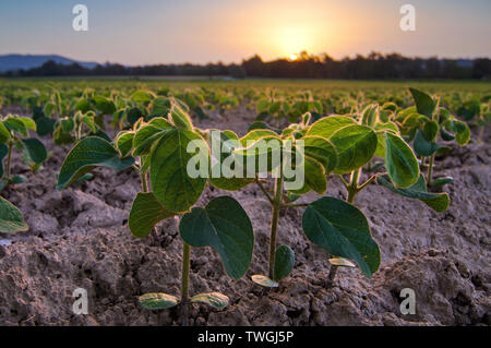 Les jeunes plantes de soja, de plus en plus un sol tôt le matin Banque D'Images