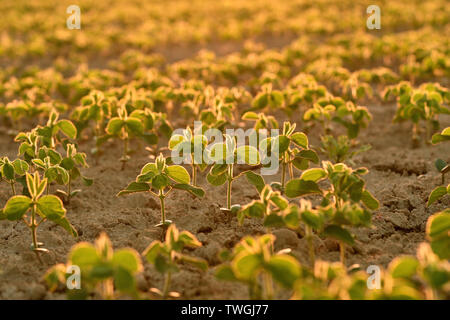 Les jeunes plantes de soja, poussant dans un champ, rétroéclairé par early morning light Banque D'Images