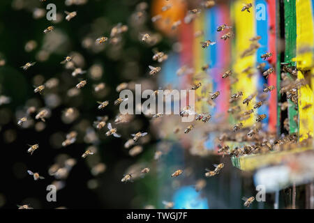 Essaim d'abeilles volant autour d'une ruche Banque D'Images