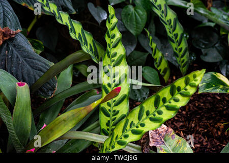 Les feuilles d'un crotale (usine) Calathea lancifolia) Banque D'Images