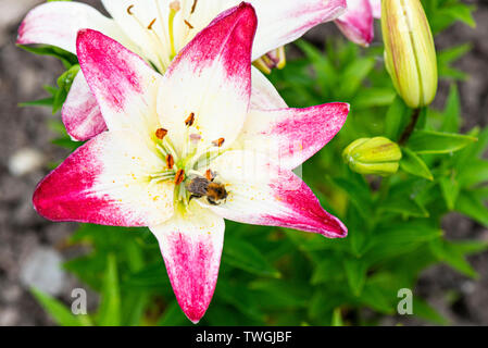 Les fleurs d'un lis (Lilium 'Lollipop' 'Touch of Pink') Banque D'Images