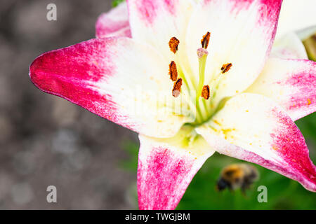 Les fleurs d'un lis (Lilium 'Lollipop' 'Touch of Pink') Banque D'Images