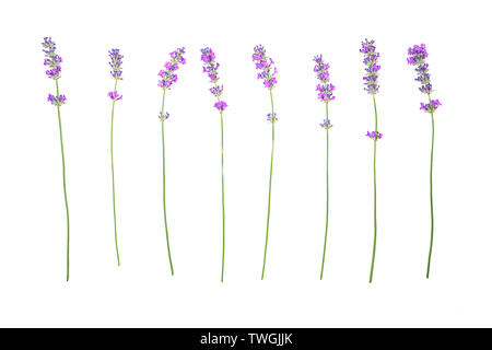 Motif fleurs lavande isolé sur fond blanc. Banque D'Images