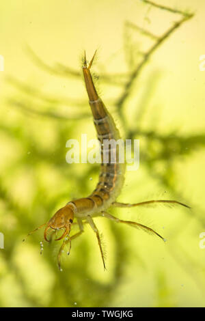 Du grand, Dytiscus spp., larve, nymphe de l'eau ci-dessous, Sussex, UK. Banque D'Images