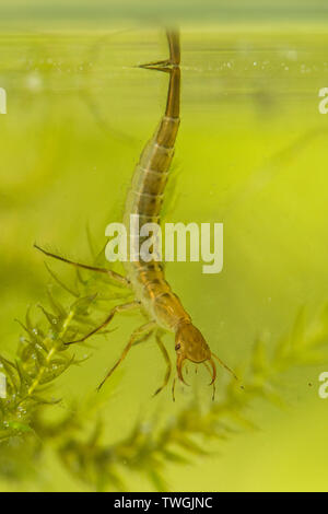 Du grand, Dytiscus spp., larve, nymphe de l'eau ci-dessous, suspendu à la tension de l'eau de surface, la respiration par la queue, Sussex, UK. Banque D'Images