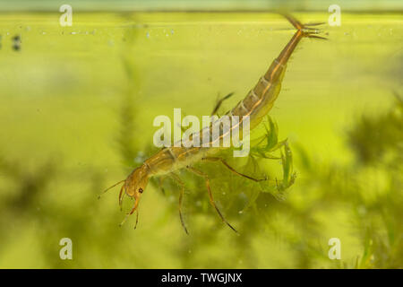 Du grand, Dytiscus spp., larve, nymphe de l'eau ci-dessous, Sussex, UK. Banque D'Images