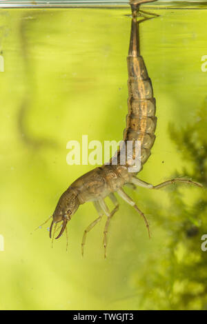 Du grand, Dytiscus spp., larve, nymphe de l'eau ci-dessous, suspendu à la tension de l'eau de surface, la respiration par la queue, Sussex, UK. Banque D'Images