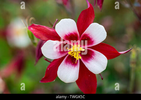 L'ancolie 'Hobbit' Rouge (Aquilegia 'Hobbit' rouge) Banque D'Images