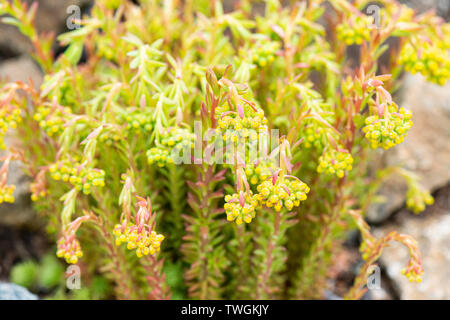 Un rocher orpin (Sedum forsterianum) Banque D'Images