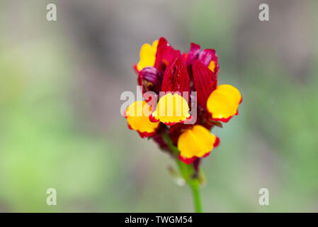 'Flamenco' (Linaria reticulata 'Flamenco') Banque D'Images