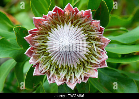 La fleur d'un roi (photo:) PROTEA Protea Banque D'Images