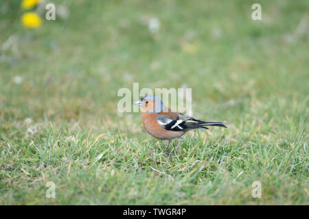 Un Chaffinch ou chaffinch commun (Fringilla coelebs), un oiseau de passereau de petite taille, répandu sur le sol. Banque D'Images