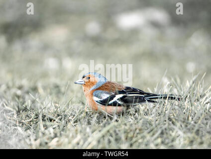 Un Chaffinch ou chaffinch commun (Fringilla coelebs), un oiseau de passereau de petite taille, répandu sur le sol. Banque D'Images