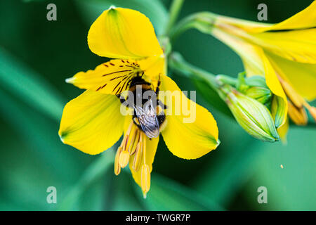 Un bourdon (Bombus) sur la fleur d'une lily péruvienne (Alstroemeria) Banque D'Images