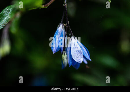 Les fleurs d'un Australien bluebell creeper (Billardiera heterophylla) Banque D'Images