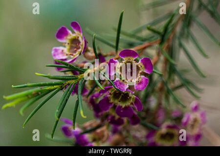 Les fleurs d'une Geraldton (chamelaucium uncinatum) waxflower Banque D'Images