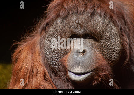 L'apparence d'un orang-outan Banque D'Images
