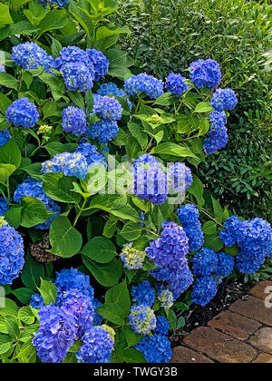 Hortensia Bleu profond bush en pleine floraison Banque D'Images