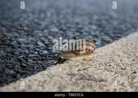 Un escargot sur une route avec une ligne blanche Banque D'Images