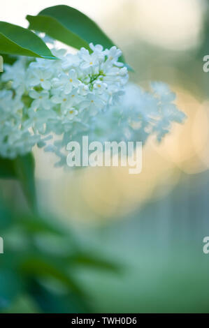 Fleurs lilas Banque D'Images
