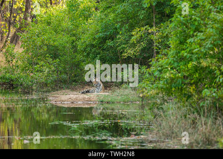 Royal bengal tiger mâle près de l'eau corps de la jungle. Animal en forêt verte près de l'eau Cours d'eau. Chat sauvage dans la nature habitat à bandhavgarh Banque D'Images