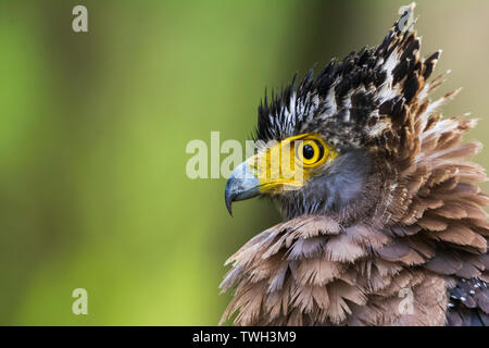 Portrait d'un serpent Eagle Banque D'Images