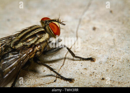 Macrophotographie une mouche posée sur le béton Banque D'Images