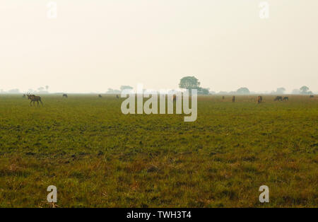 Troupeau de l'antilope rouanne (Hippotragus equinus) dans la région de Busanga Plains. Kafue National Park Banque D'Images