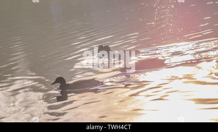 Canards dans la réflexion au coucher du soleil, sur l'Elbe Banque D'Images