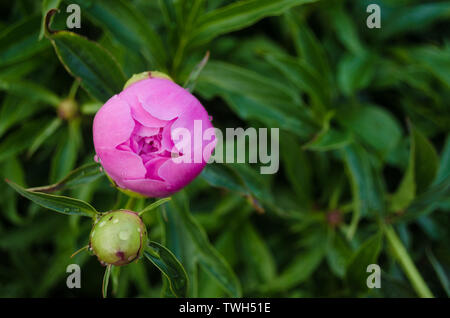 Concept Floral de pivoine pourpre gros plan sur un livre vert de feuilles dans le jardin. Vue de fleur en fleurs en été avec place pour votre texte. Vue de dessus sur Aglaop Banque D'Images