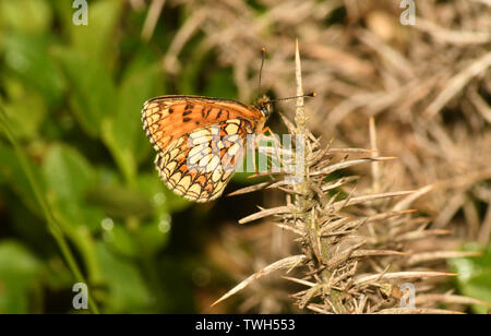 Heath fritillary,'Melitaea athalia', sur une perchaude dans Halse Combe on Exmoor, Somerset,UKSpring; Banque D'Images