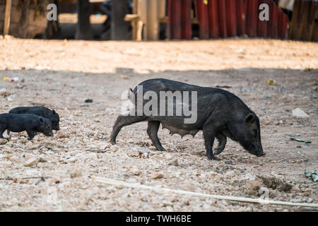 Cochon dans le village près de l'ASIE, Laos, Phongsali Banque D'Images