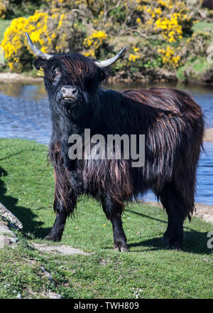 Longhorn bovins par rivière sur la lande de Bodmin Cornwall Banque D'Images