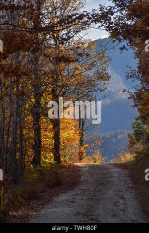 Chemin dans une forêt d'automne conduisant à une ouverture, le soleil qui brille à travers les feuilles d'or Banque D'Images