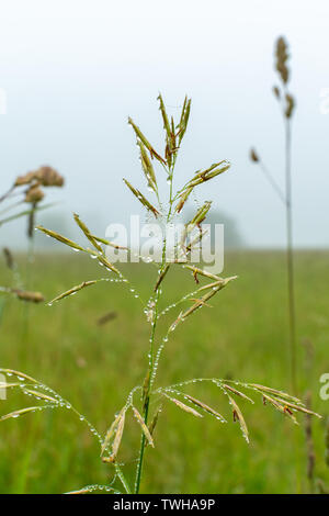 Herbes hautes indigènes avec la rosée du matin dans le brouillard. National Midewin des prairies à herbes hautes, l'Illinois. Banque D'Images