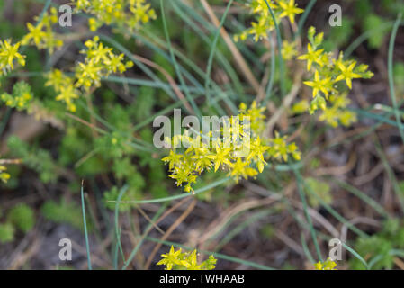 Goldmoss stonecrop Sedum acre, macro fleurs jaunes Banque D'Images