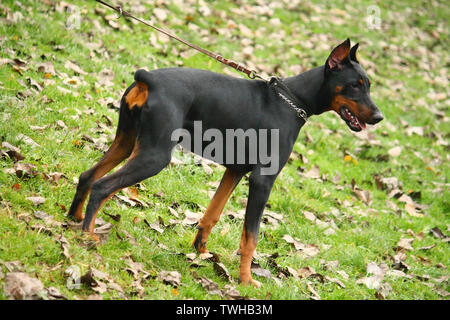 Dobermann sur l'arrière-plan de jardin d'automne Banque D'Images