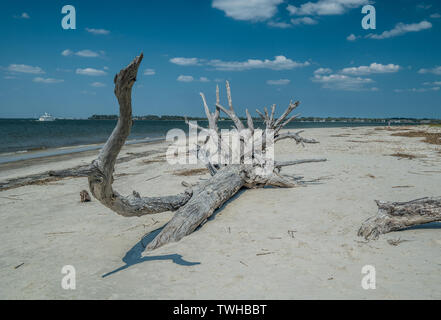 Un arbre tombé par la décomposition sur la plage sous le soleil d'après-midi à Jekyll Island, Géorgie coast Banque D'Images