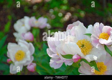 Jardin Chinois Peony blanc Banque D'Images