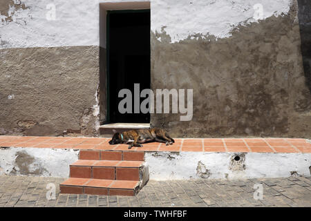 Un chien dormir à l'extérieur d'un bâtiment à El Cotillo, Fuerteventura Banque D'Images