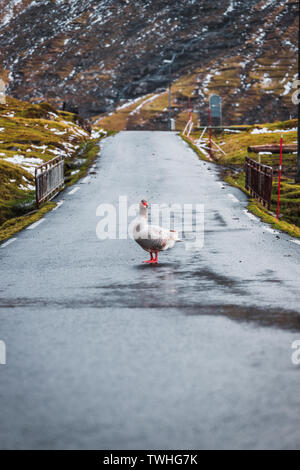 Goose debout sur une petite route dans le village des îles Féroé Saksun après une pluie de printemps (îles Féroé, Danemark, Europe) Banque D'Images