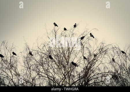 Phoque à capuchon crows recueillies la nuit dans le parc de la ville au printemps. Les oiseaux se perchent, multitude d'oiseaux de bord de merles. Banque D'Images