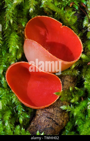 Orange Peel champignon (Aleuria aurantia). mushroom parmi les mousses. Banque D'Images