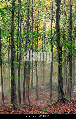 Hêtre (Fagus sylvatica) Forest avec le brouillard. Apennins toscans, Foce un Giovo, Alpe tre Potenze, Lucca, Toscane, Italie. Banque D'Images