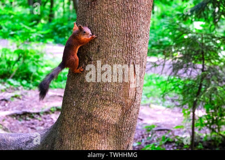 Squirrel assis sur un arbre. Sauter sur les branches jusqu'au sol pour les graines qui rassemblent des gens Banque D'Images