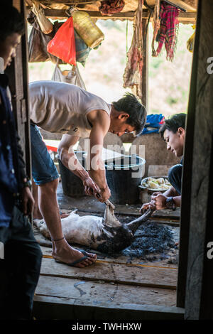 Après l'abattage de porcs dans le rituel chamanique village Akha, près de Phongsali, Laos, Asie. Banque D'Images