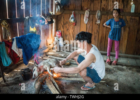 Après l'abattage de porcs dans le rituel chamanique village Akha, près de Phongsali, Laos, Asie. Banque D'Images