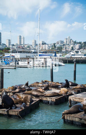 Les Lions de mer au repos - Pier 39, San Francisco Banque D'Images