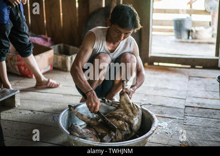 Après l'abattage de porcs dans le rituel chamanique village Akha, près de Phongsali, Laos, Asie. Banque D'Images